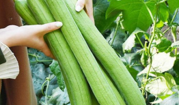 吃瓜爆料问题怎么解决的,揭秘化解争议的秘诀